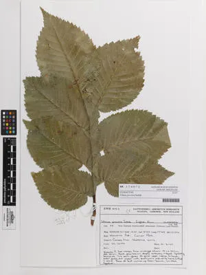 Ulmus minor