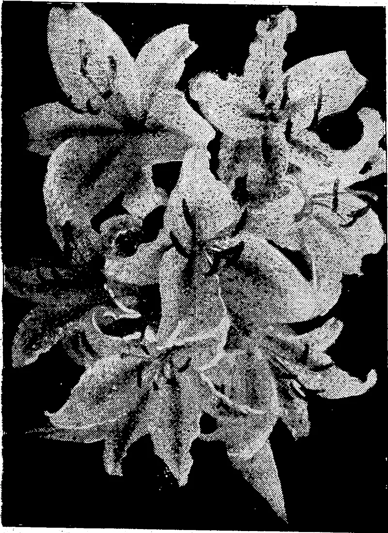 The golden-rayed lily of Japan, probably the most beautiful lily in existence. (Evening Post, 08 December 1927)