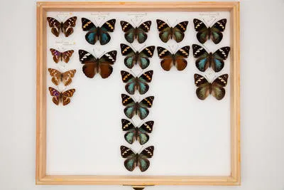 Apatura metis substituta