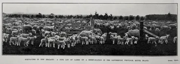 Image: Spring-Time In New Zealand