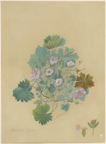 Image: Geranium traversii