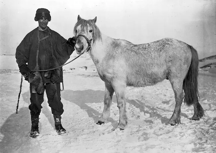 Apsley Cherry-Garrard and pony, Antarctica