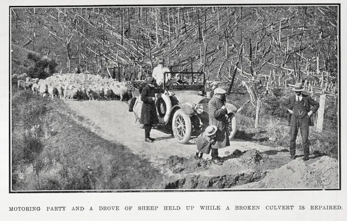 Motoring Party And A Drove of Sheep Held Up While A Broken Culvert Is Repaired