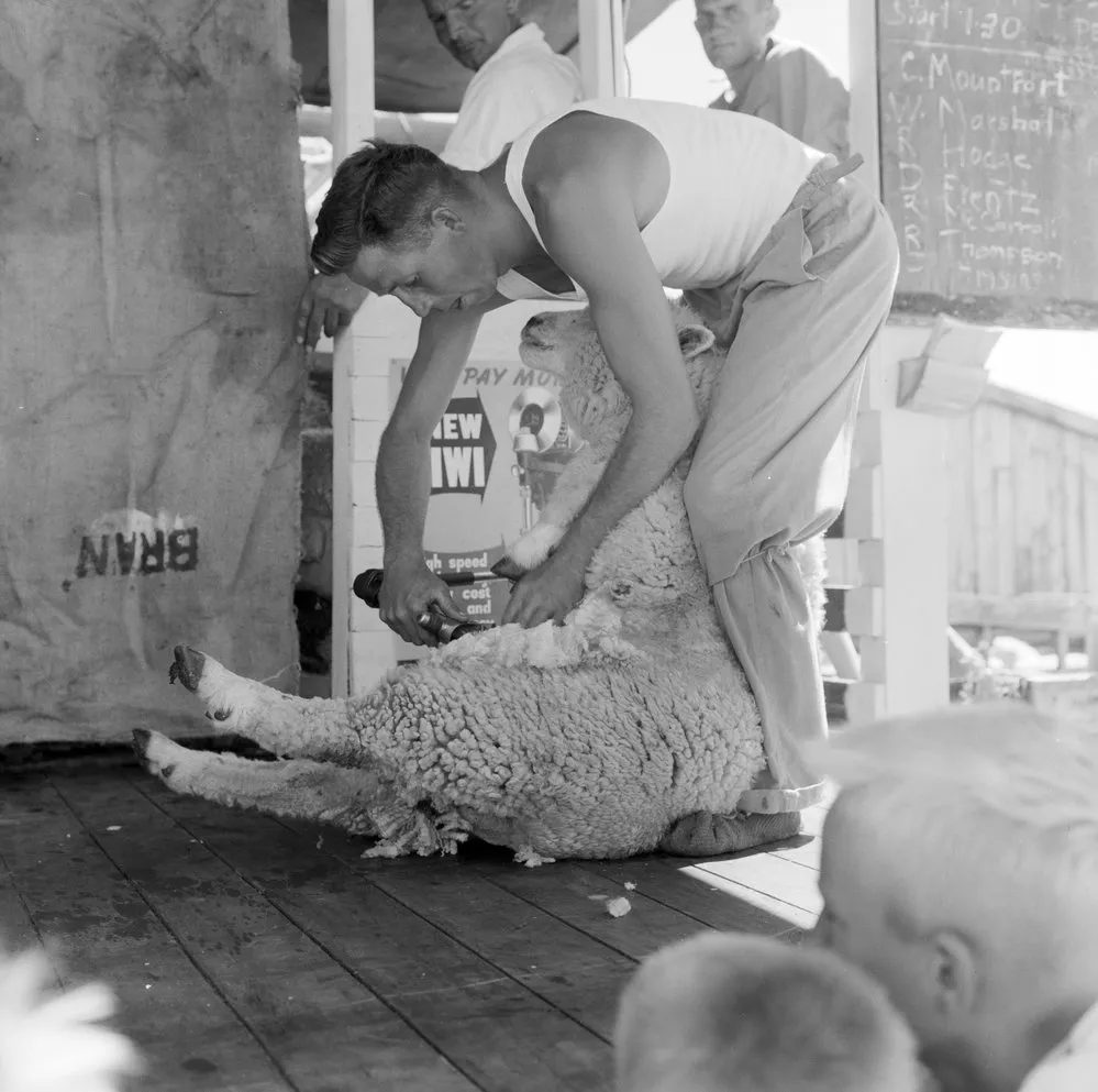 Tauranga A&P Show, Shearing