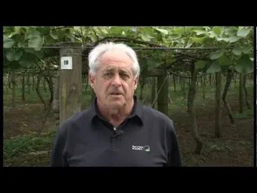 Image: How to examine an orchard for kiwifruit Psa