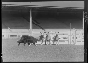 Image: A sheepdog trial at Athletic Park, Wellington