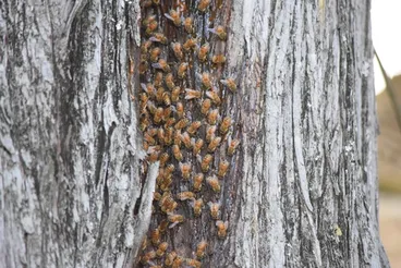 Image: Western Honey Bee