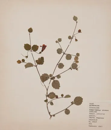 Image: Taurepo (Rhabdothamnus solandri)