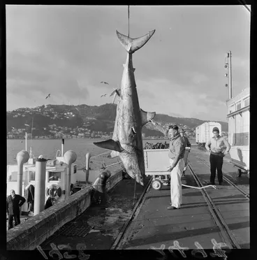 Image: Shark caught in Tory Channel, Marlborough