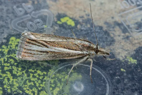 Orocrambus tritonellus