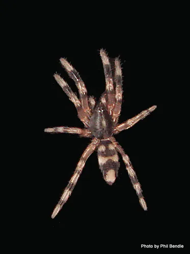 White-tailed Spiders