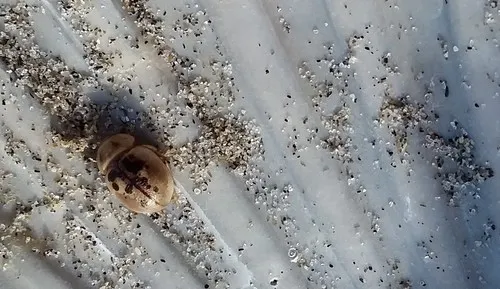 Seaweed Darkling Beetle