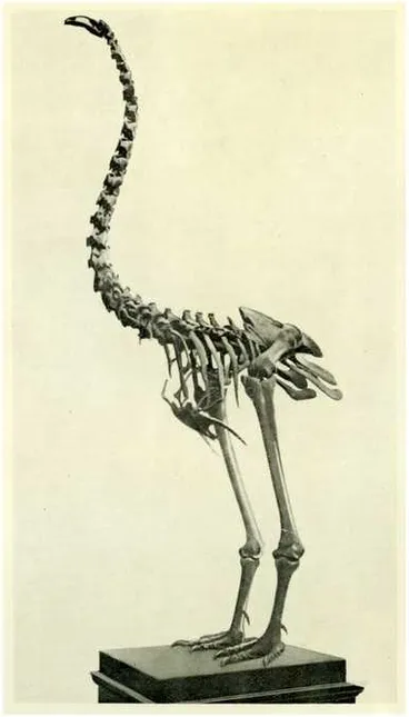 Image: Otago Museum — skeleton of a moa — “Dinornis robustus,” found at Shag Valley