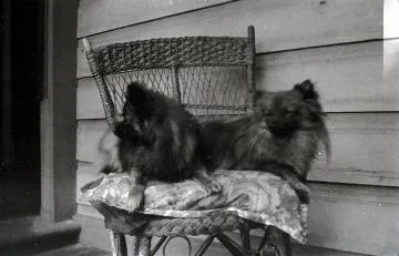 Two [Pommeranian] dogs on a chair : digital image