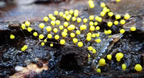 Slime Molds