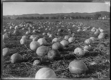 Image: Pumpkins lying in a field after harvesting, Hawke's Bay District