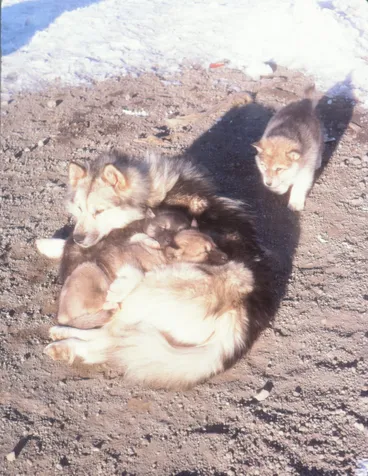 Image: Betty and Pups