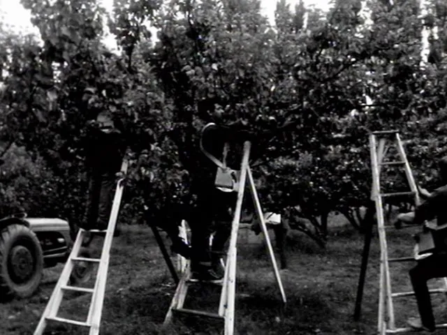 First Country calendar programme