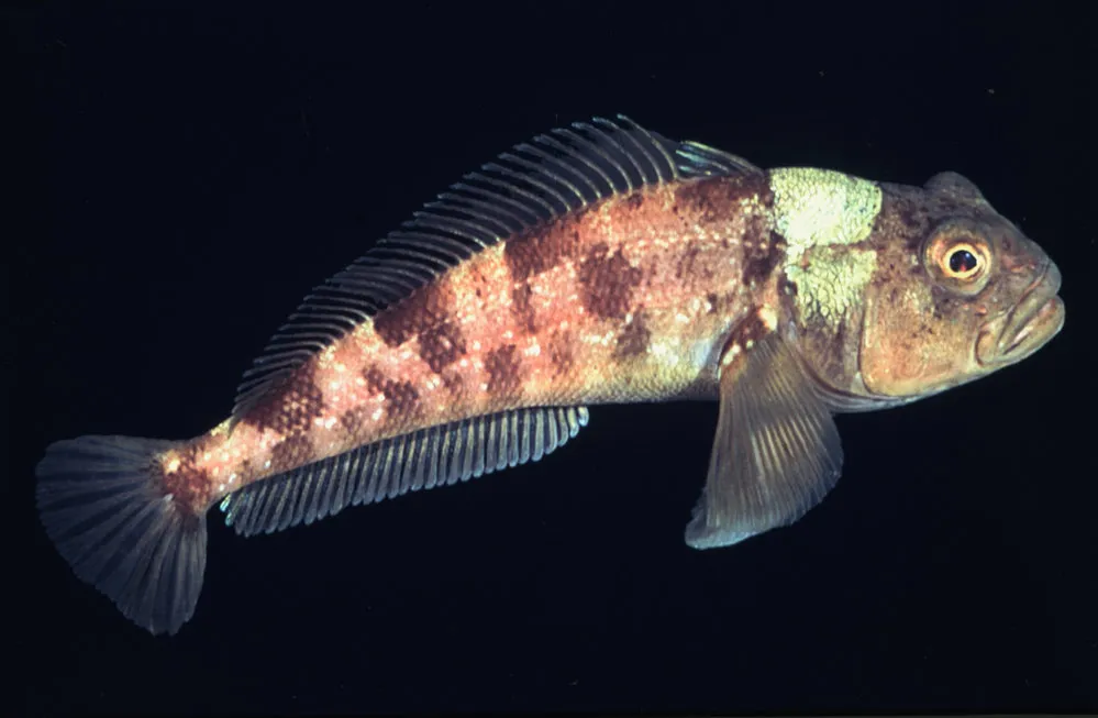 Trematomus bernacchii