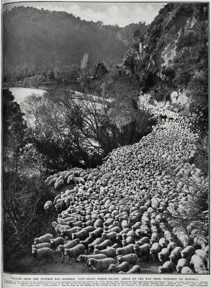 Wealth from the Poverty Bay District, East Coast of the North Island: sheep on the way from Gisborne to Rotorua