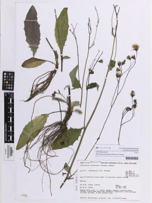 Hieracium lepidulum
