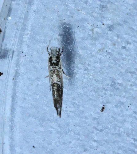 Eschatotypa