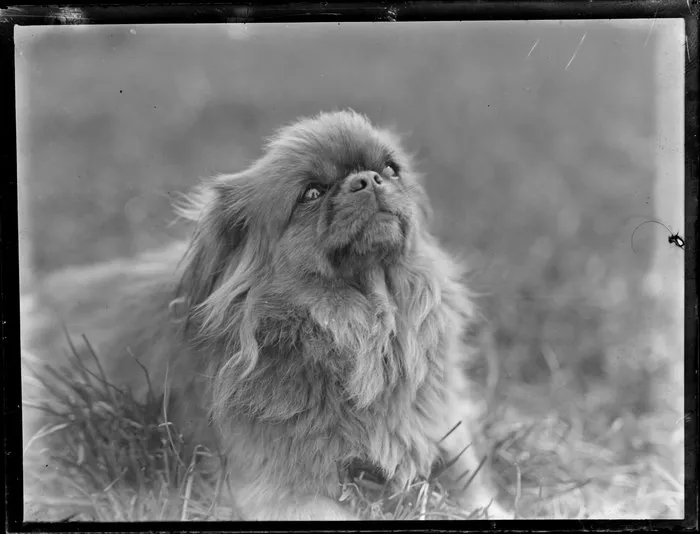 Pekinese dog