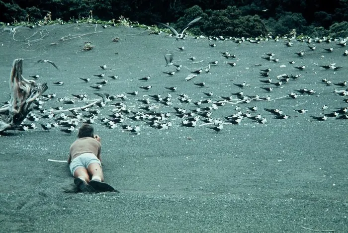 Photographing sooty terns