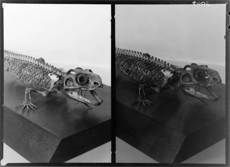 Skeleton of a tuatara, Auckland Museum