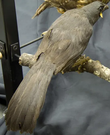 Image: Kōkako, South Island