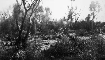 Mangaroa artificial pa mound 1932 Image: Mangaroa artificial pa mound 1932