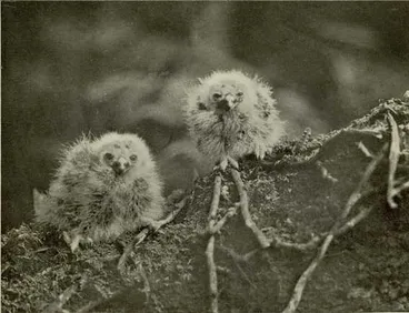 Image: Young Morepork