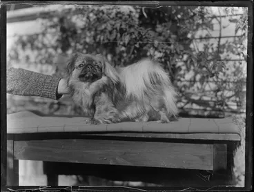 Image: Pekingese dog