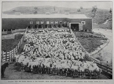 Image: Released From The Tender Mercies Of The Shearers