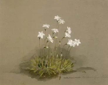 Image: Harris, Emily Cumming, 1837-1925: Wahlenbergia gracilis. [1890s?]