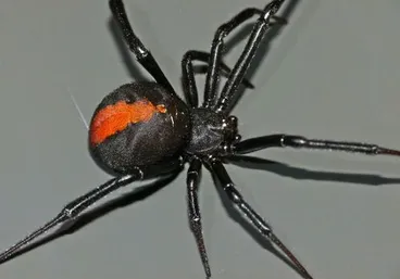 Image: Redback Spider