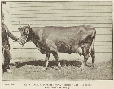 Image: Mr H Laing's Ayrshire Cow, Cherry 2nd (in milk) - First Prize, Canterbury