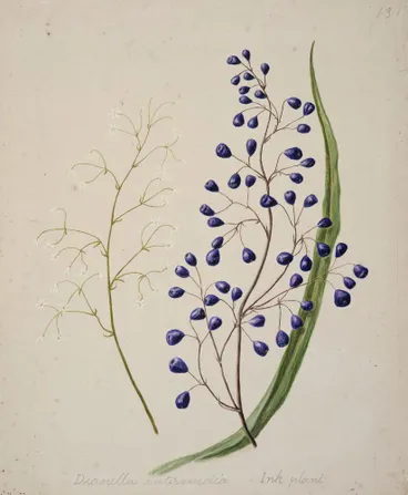 Image: [Dianella intermedia (Ink plant)]