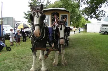Image: Clydesdale Horses