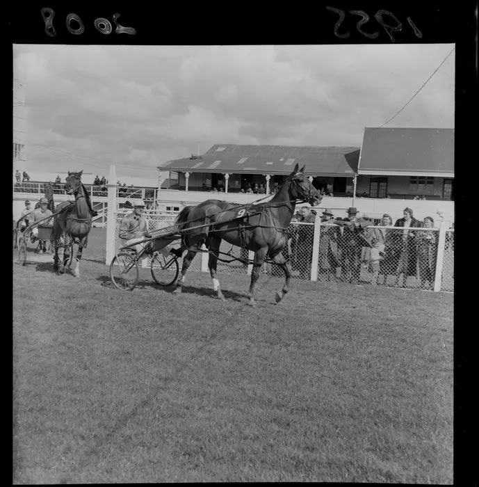 Trotters at Hutt Park Racecourse