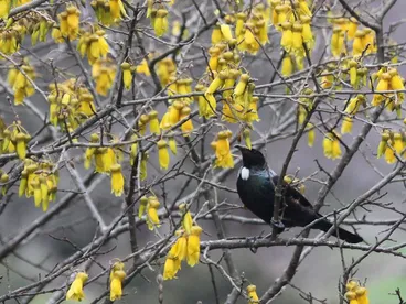 Image: Kowhai flowers and tui; Hamilton Gardens