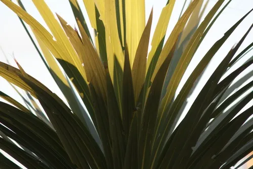 New Zealand cabbage tree