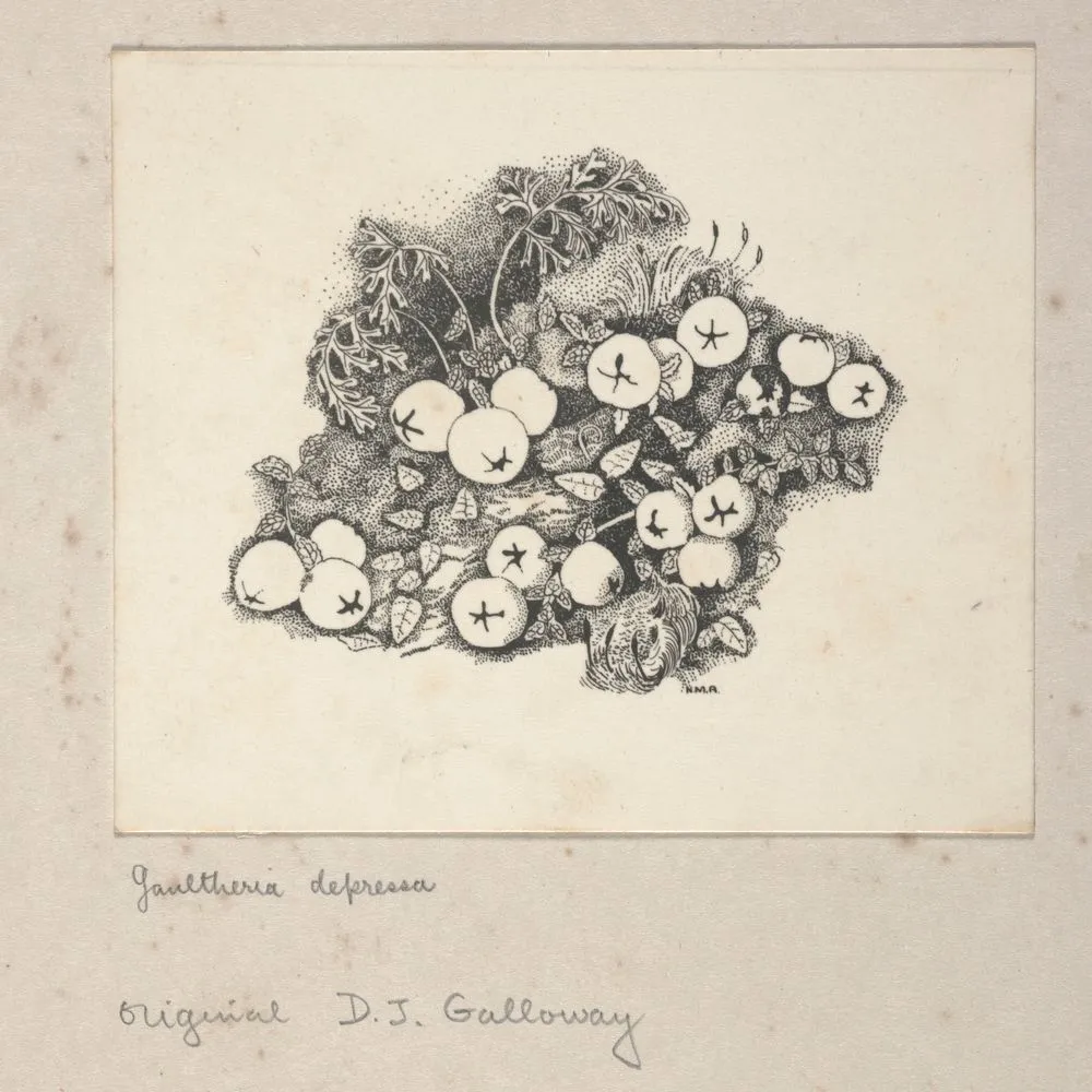 Ericaceae - Gaultheria depressa