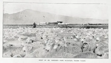 Image: Sheep on Mr Bemrose's farm, Manawaru, Thames Valley