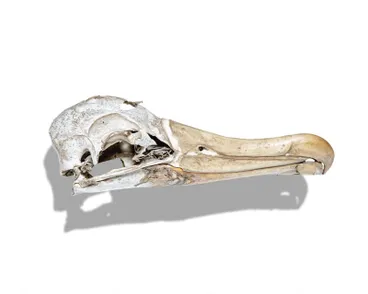 Image: Albatross Skull