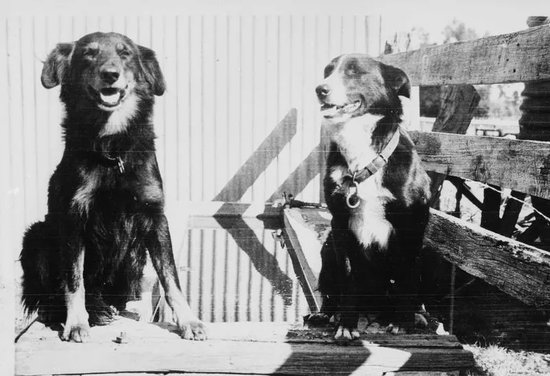 Working Dogs - Nig and Tip