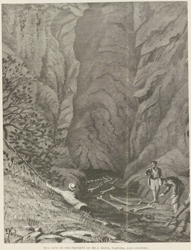 Moa cave on the property of Mr J. Davis, Waitomo, King Country