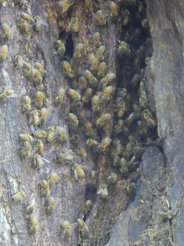 Image: Western Honey Bee