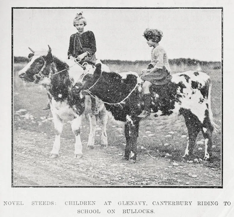 Novel steeds: children at Glenavy, Canterbury riding to school on bullocks
