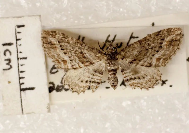 Moth, Pug